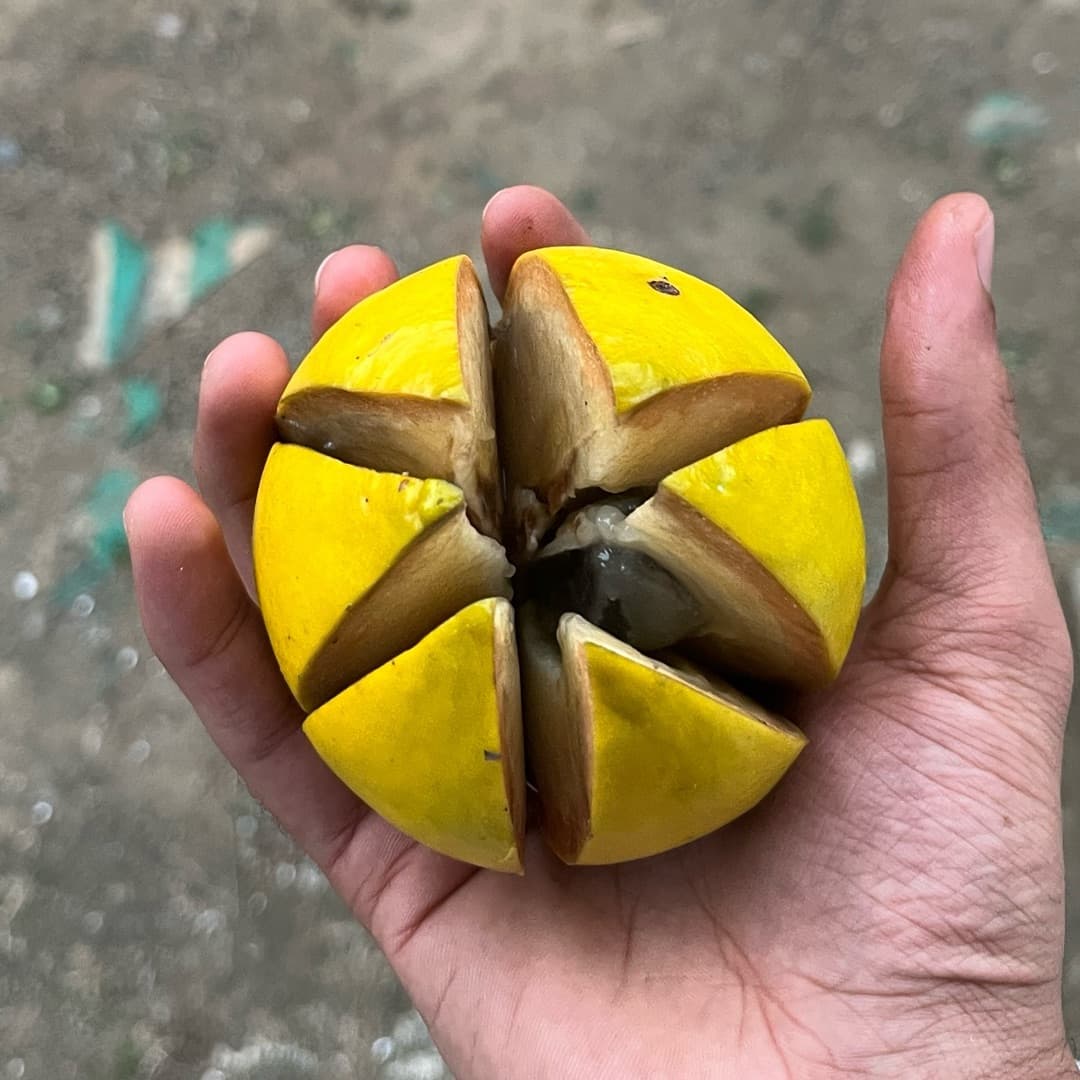 Abiyu Plant