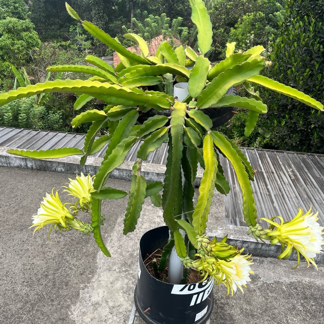 Dragon Fruit plant image 3